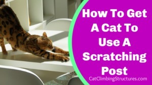 how_to_get_a_cat_to_use_a_scratching_post_