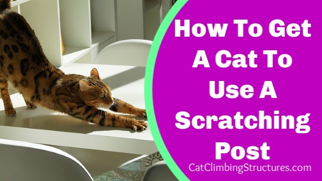 How To Get A Cat To Use A Scratching Post If It Refuses To