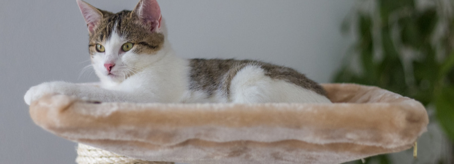 Our #1 Recommendations For Good Quality Affordable Cat Trees In 2020