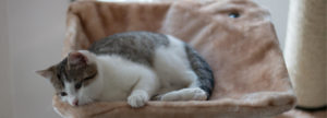 Best_Cat_climbing_structures_for_all_cats_learn_more_about_your_cat_start_here_with_our_top_recommendations_for_quality_cat_trees
