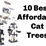 cat_climbing_structures_best_affordable_cat_trees_