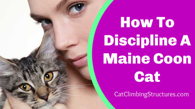 How To Discipline A Maine Coon Cat – Strategies for a Harmonious Relationship