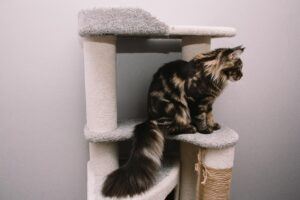 big fluffy Maine Coon sitting on cat tree