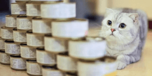 cat_and_stack_of_canned_cat_food