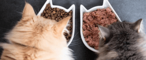 cats_eating_wet_and_dry_food