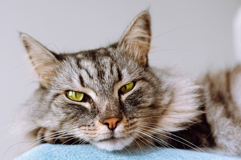 portrait-cat-breed-maine-coon-funny-soft-focus-on-2022-10-03-22-31-57-utc