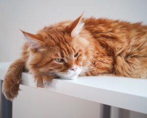 Red maine coon cat laying on a table