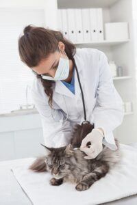 Vet examining a cute maine coon in medical office