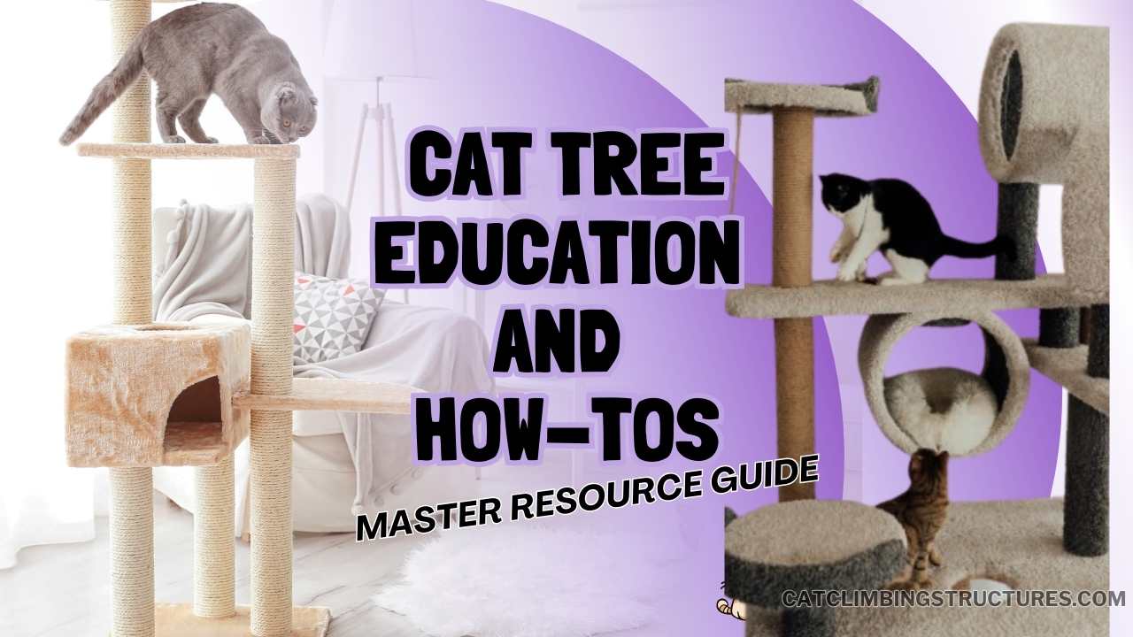Cat Tree Education: Setup, Training, Safety, Care
