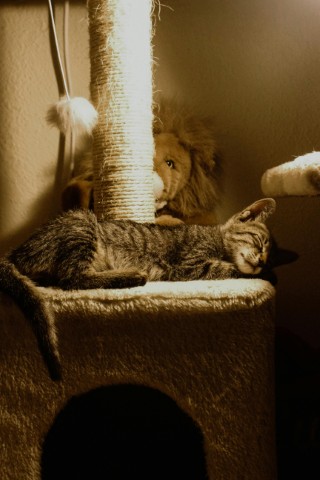 cat_tree_in_corner