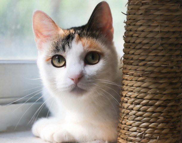 cat_tree_training_tips_2 (Small)