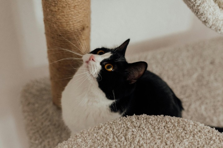 cat_tree_training_tips