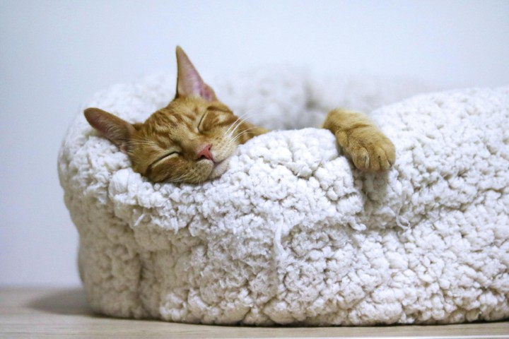 Orange tabby cat sleeping in a plush white knitted cat bed.