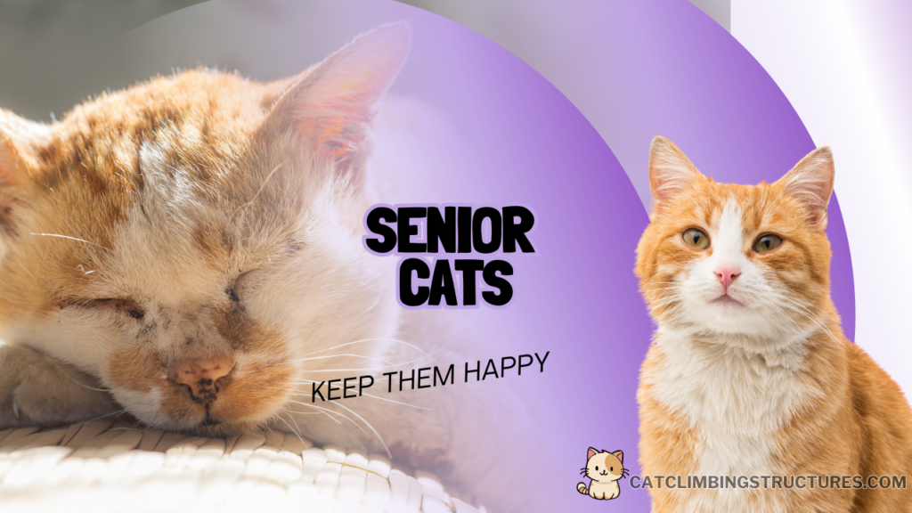 _By_Cat_Type_Older_And_Senior_Cats_Fit_And_Setup_Checklist_Maine_Coon_Cats_Cat_Climbing_Structures